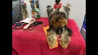 Moncton Kennel Club Review