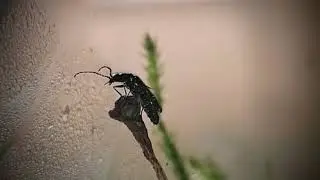 Dasytes sp. (Bloemweekschild) stretching and folding its wings - Native terrarium