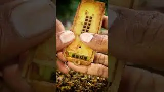 Harvesting Bee pollen in Seconds 🐝🍯 #Shorts Fresh Honey Bee Pollen🍯✨ #HoneyHarvest Bee Pollen
