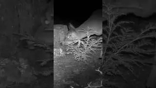 Injured Young Buck Is Healing | Trail Cam Recovery Update
