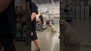 AKC Canine Good Citizen Advanced testing with James & Oliver