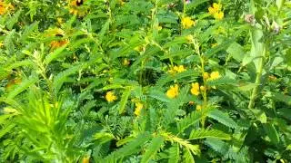Black Eyed Susans Red Clover and Partridge Pea