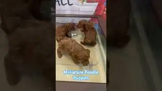 Miniature Poodle puppies for sale at Pawsome Pups. #pawsomepups