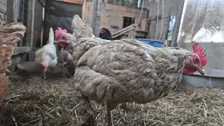 Simple Farm Moments: Chickens and Grain