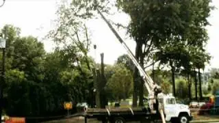 Tree Removal-Trimming Service | Pennington, NJ