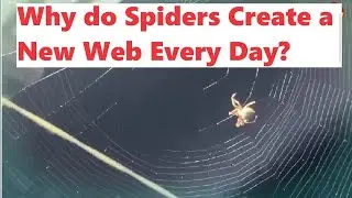 Why do spiders create a new web every day? #Spider #web