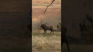 Screaming bull elk protects his harem! #NJFW