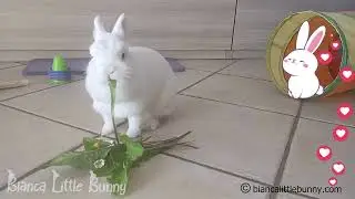 🐰 Il Coniglio Nano Pi&ugrave; Dolce del Mondo Mangia Foglie, Margherite e Banana! 🍌🌼