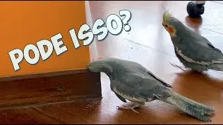 CALOPSITA COMENDO PAREDE E CIMENTO!