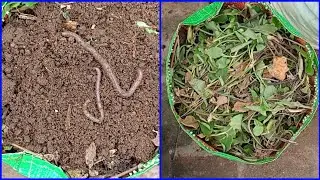 Kitchen Waste Composting Ideas!!! 👌👌🥰 கண்டிப்பா செஞ்சு பாருங்க!!! 100% SUCCESS!!