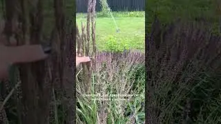 Вейник Карл Форстер &mdash; высокий и стройный декоративный злак🌾