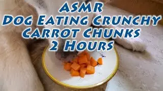 🥕 Happy Dog Eating Carrots From A Bowl - ASMR 2 Hours Long - Golden Retriever - Looped Repeated  🥕