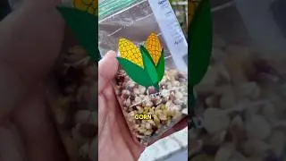 How to grow your own corn! 🌽 Would you grow this in your garden? #corn #garden #gardening #growing