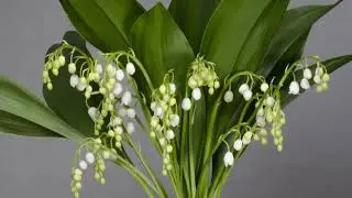 Lily Blossom 4K Timelapse | Free Public Domain Video + Download Link