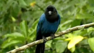 Azure Jay