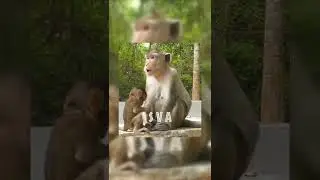 #Shorts I Wonder Why Monkey Anna Leave Baby Monkey Ariana At Ron episode #4