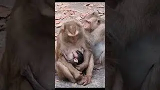 Monkey species: The hungry baby monkey suckled at its father's teat, startling him.