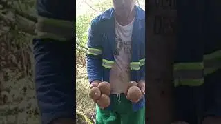 tirando sapoti