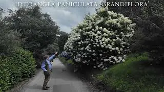 Hydrangea paniculata varieties