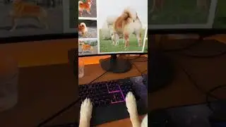 POV: I Caught My Dog Watching THIS 😳