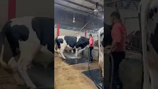 Holstein bulls are regularly cleaning#cleaning #farming #holstein #villagelife