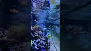 Feeding time my reef fish