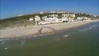 Suelta Tortuga Boba