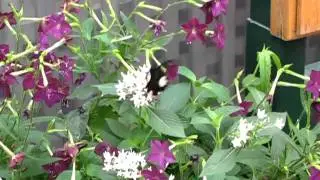 Brookside Gardens butterfly