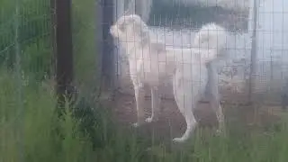My Akbash Livestock Guardian I keep with the chickens