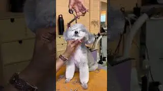Dog grooming tips for ears #doggroomingtips #poodles