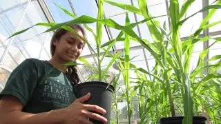 University of Hawaii at Manoa's Tropical Agriculture and the Environment Program