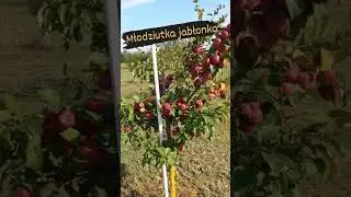 MŁODZIUTKA JABŁONKA @szalejemyisiejemy