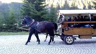 Zakopane: Poland's Hidden Mountain Gem horse