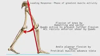 Gait cycle loading response