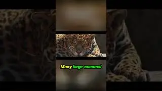 Ice Age Giants  The Prehistoric Jaguars That Ruled America