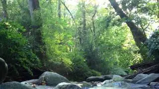 Forest Psych Sound