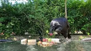 Raven picks bread for breakfast