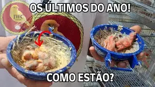 TRATANDO CANÁRIOS E COMO FOI O ANO DE 2025?! ÚLTIMO VÍDEO DE 2025! #canariljwc #canário
