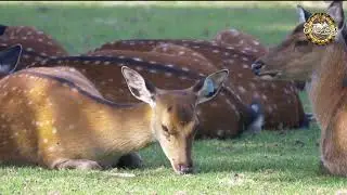 Kid-Friendly Fact about Deer! #animals #wildlife #deer #facts #pets #nature #life #animallife 