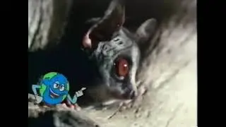 National Geographic&rsquo;s Really Wild Animals - Senegal Bush Baby