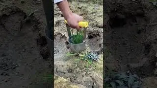 Soil Sampling with a Hollow Cylinder Tool