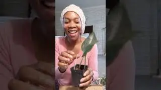 PEPEROMIA MACULOSA FOR $20!!!!/ Peperomia HAUL / Glasshouse Works