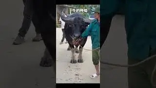 950公斤#Bullfighting enthusiast#Bullfighting video#Full of vigor and vitality#Bullfighting