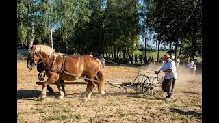 Wykopki w skansenie - Muzeum Wsi Mazowieckiej w Sierpcu