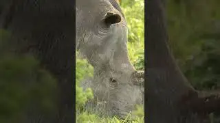 White Rhino