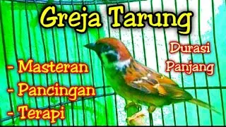 Masteran GREJA TARUNG suara ok banget