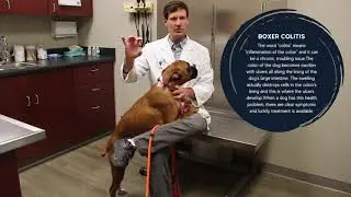 Breed of the Month: Boxers - Health Issues