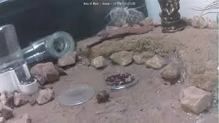 🐜 Arena, Day 1906 #1, Messor Barbarus Ant Farm Video Diary
