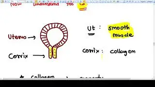 What is Cervical 