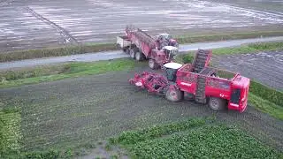 Bietenrooien bij Biemond met Loonbedrijf Wieringa